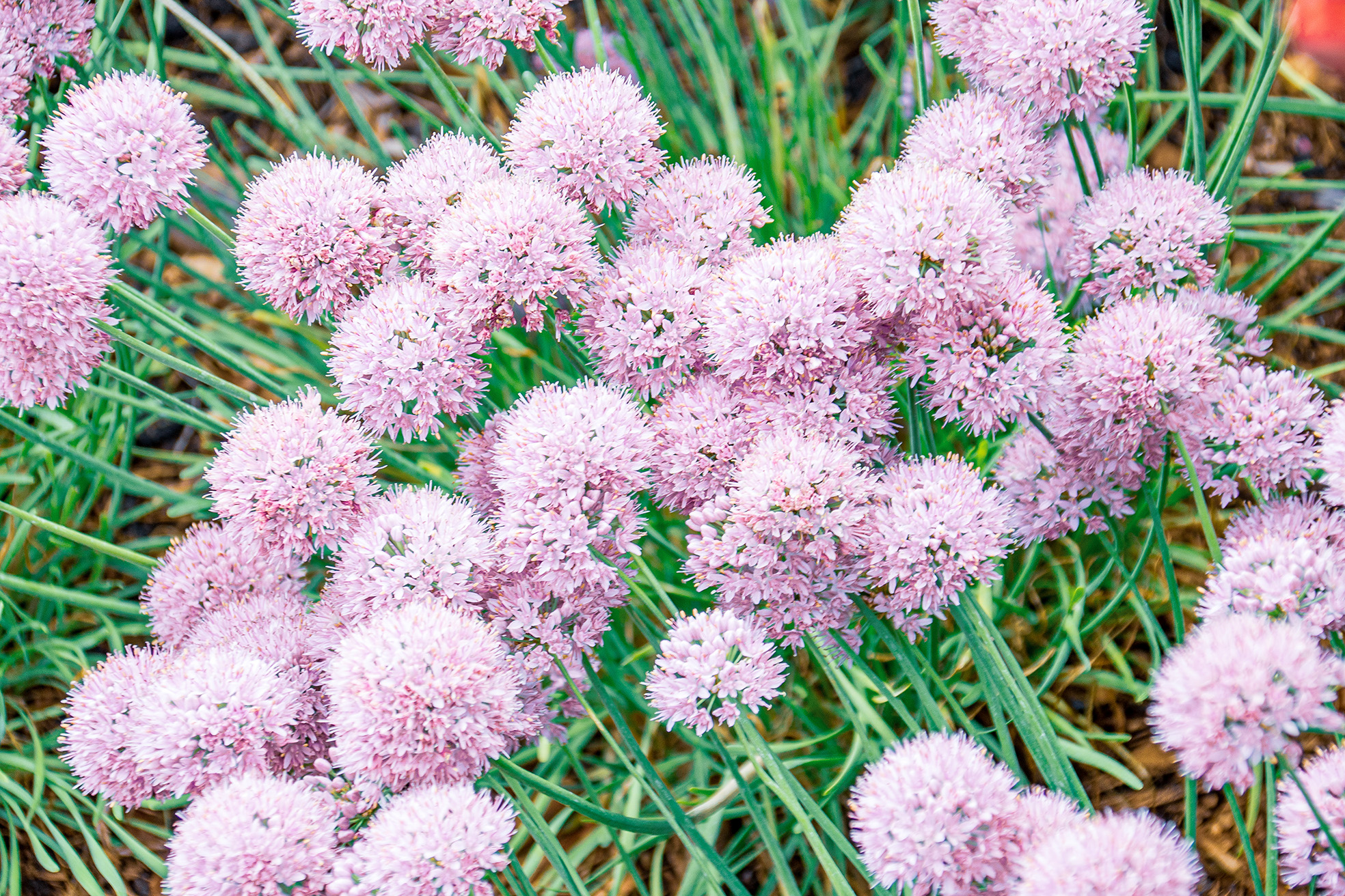 The image depicts a cluster of Allium plants, characterized by their distinctive round, purple flower heads composed of many small florets. The plants have long, slender, green stems and narrow, strap-like leaves. The flowers appear dense and spherical, creating a visually striking display.