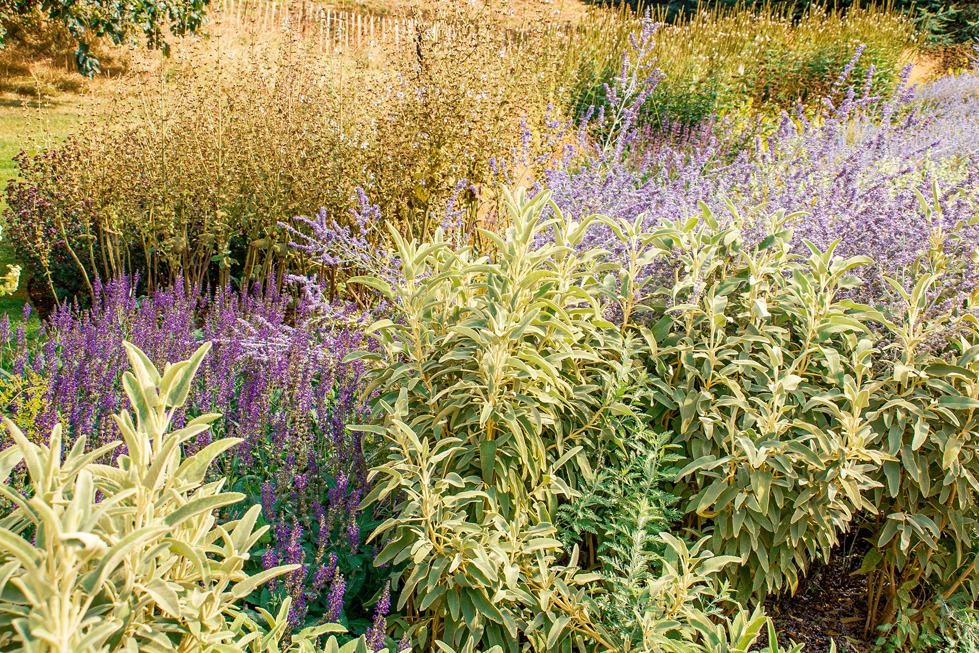 The image depicts a vibrant and diverse garden filled with a variety of plants. The garden features tall grasses with golden hues, interspersed with clusters of purple flowers. There are also tall plants with broad, green leaves, adding to the lush and dense appearance of the garden. The overall scene is one of natural beauty and biodiversity, showcasing a well-maintained and thriving garden ecosystem.
