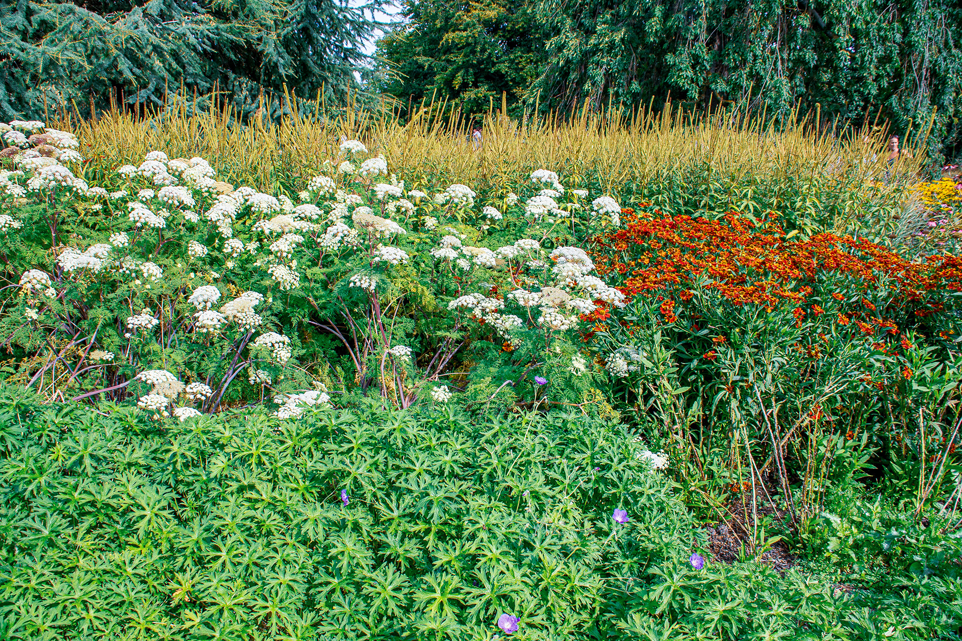 The image depicts a vibrant and well-maintained garden with a variety of plants and flowers. The garden features tall grasses in the background, white flowers in the middle ground, and a mix of green foliage and purple flowers in the foreground. The overall scene is lush and colorful, showcasing a diverse range of plant life.
