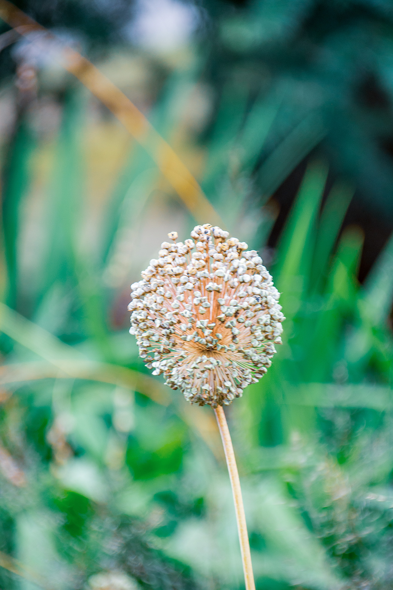 The image shows a close-up of a seed head, likely from an allium plant, with numerous small, round seeds densely packed together. The background is blurred, featuring green foliage, which suggests that the plant is in a natural, outdoor setting.