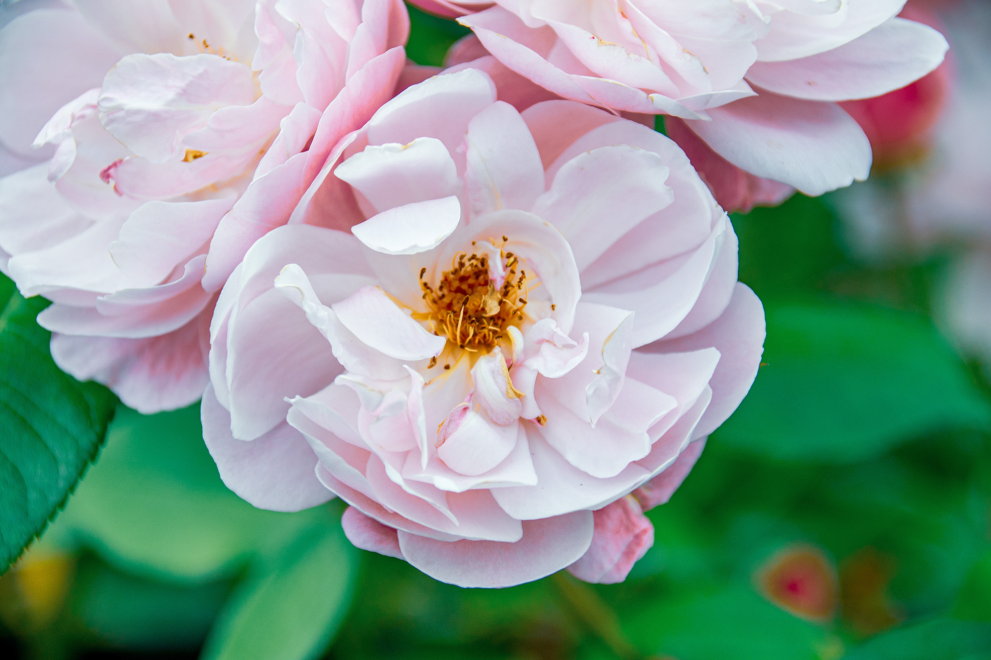 The image depicts a close-up view of a cluster of pink roses in full bloom. The petals are delicate and slightly ruffled, with a soft pink hue. The center of the roses shows the intricate details of the stamens and pistils. The background is blurred, emphasizing the flowers and creating a bokeh effect. The overall scene is vibrant and highlights the beauty of the roses.