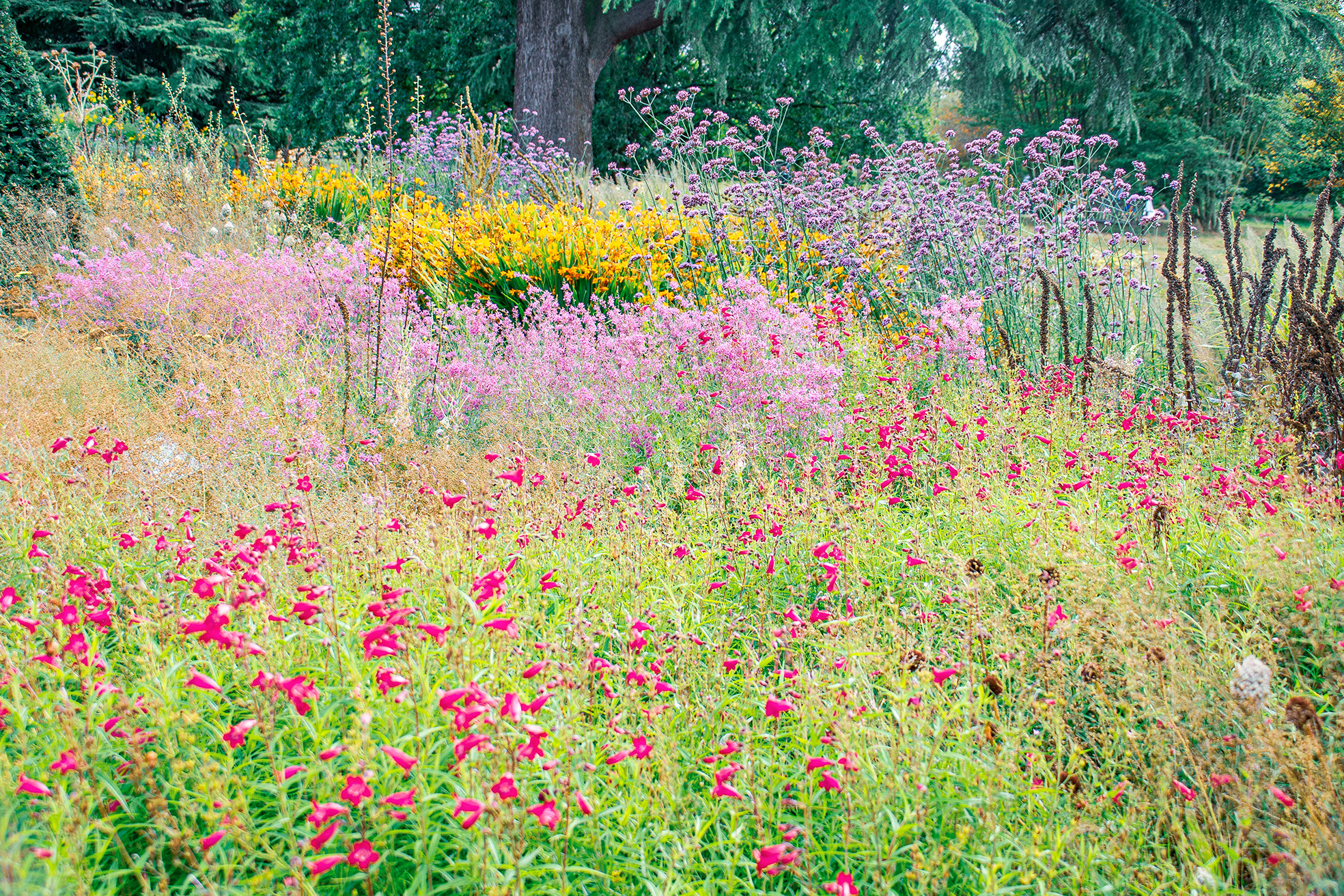 The image depicts a vibrant and lush garden filled with a variety of colorful flowers and plants. The garden features a mix of tall and short plants, with prominent displays of pink, yellow, and purple flowers. The background includes tall trees and dense greenery, creating a serene and natural setting. The overall scene is one of natural beauty and tranquility, showcasing a well-maintained and diverse garden ecosystem.