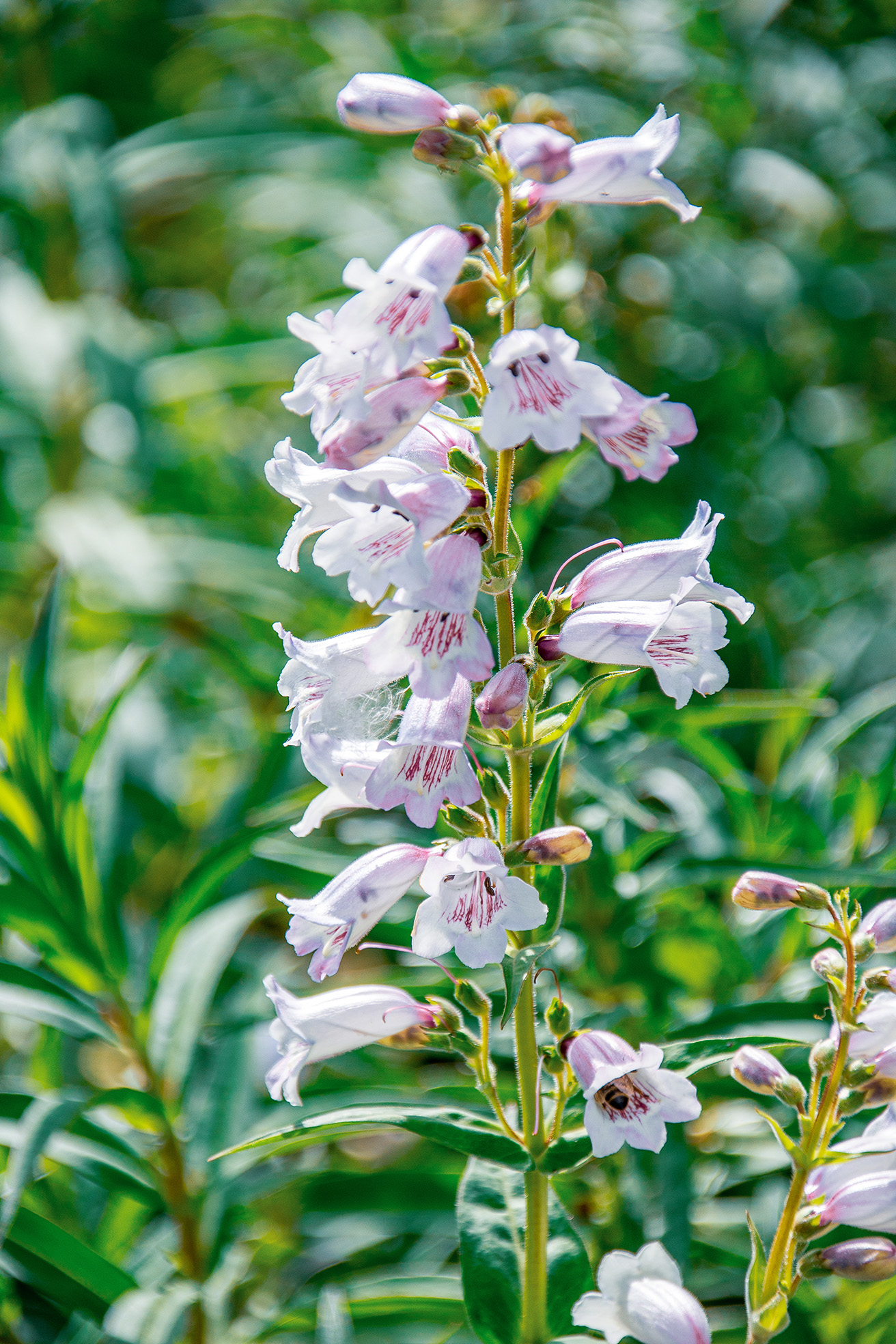 The image depicts a cluster of light purple flowers with dark purple markings on the petals. The flowers are arranged on a tall, slender stem with elongated, narrow leaves. The background is a soft blur of green foliage, suggesting a natural, outdoor setting.