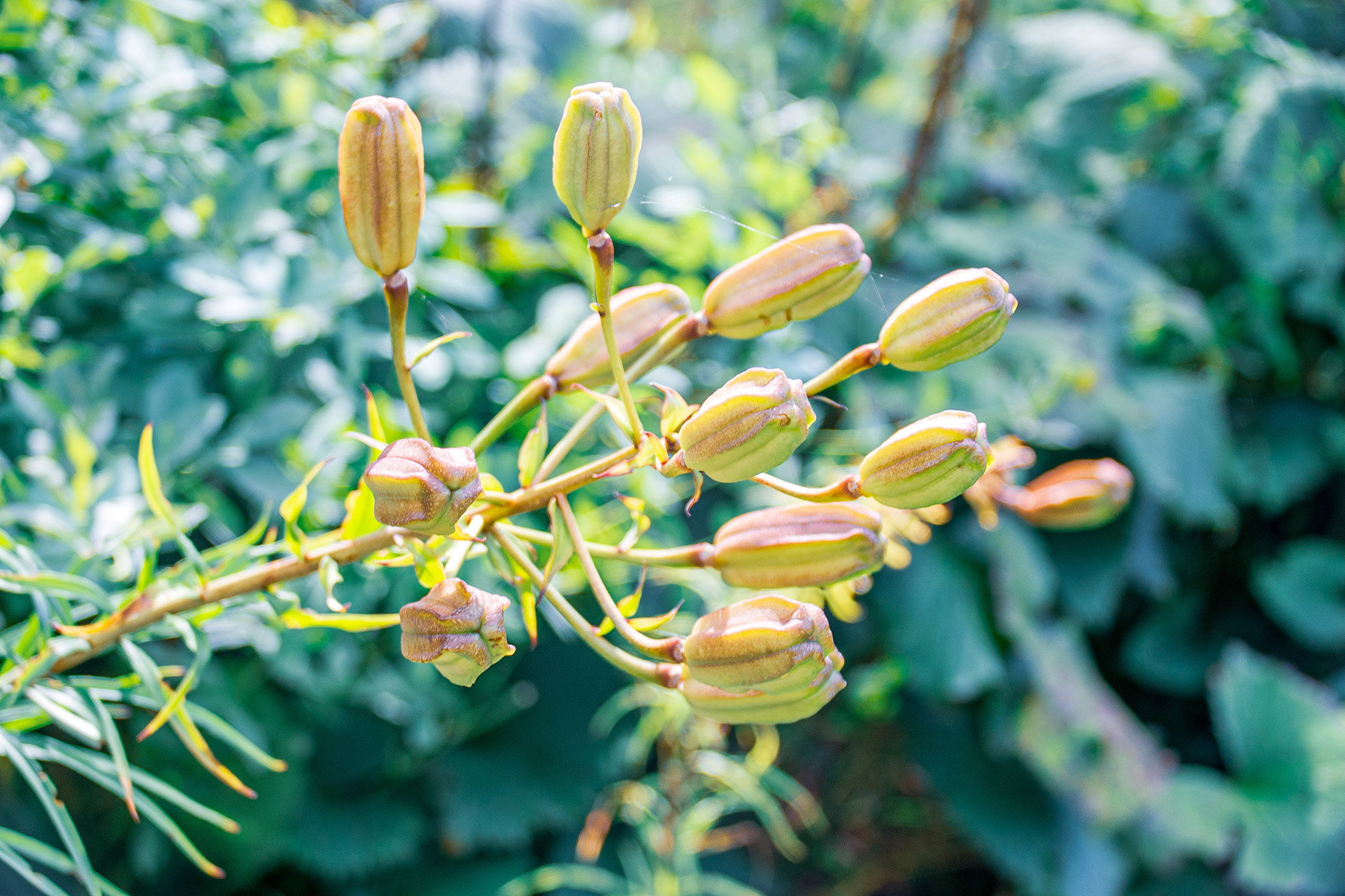 The image shows a close-up of a plant with multiple unopened flower buds. The buds are elongated and pointed, with a light green color. The plant has thin, wiry stems and small leaves. The background is blurred, highlighting the buds in the foreground.