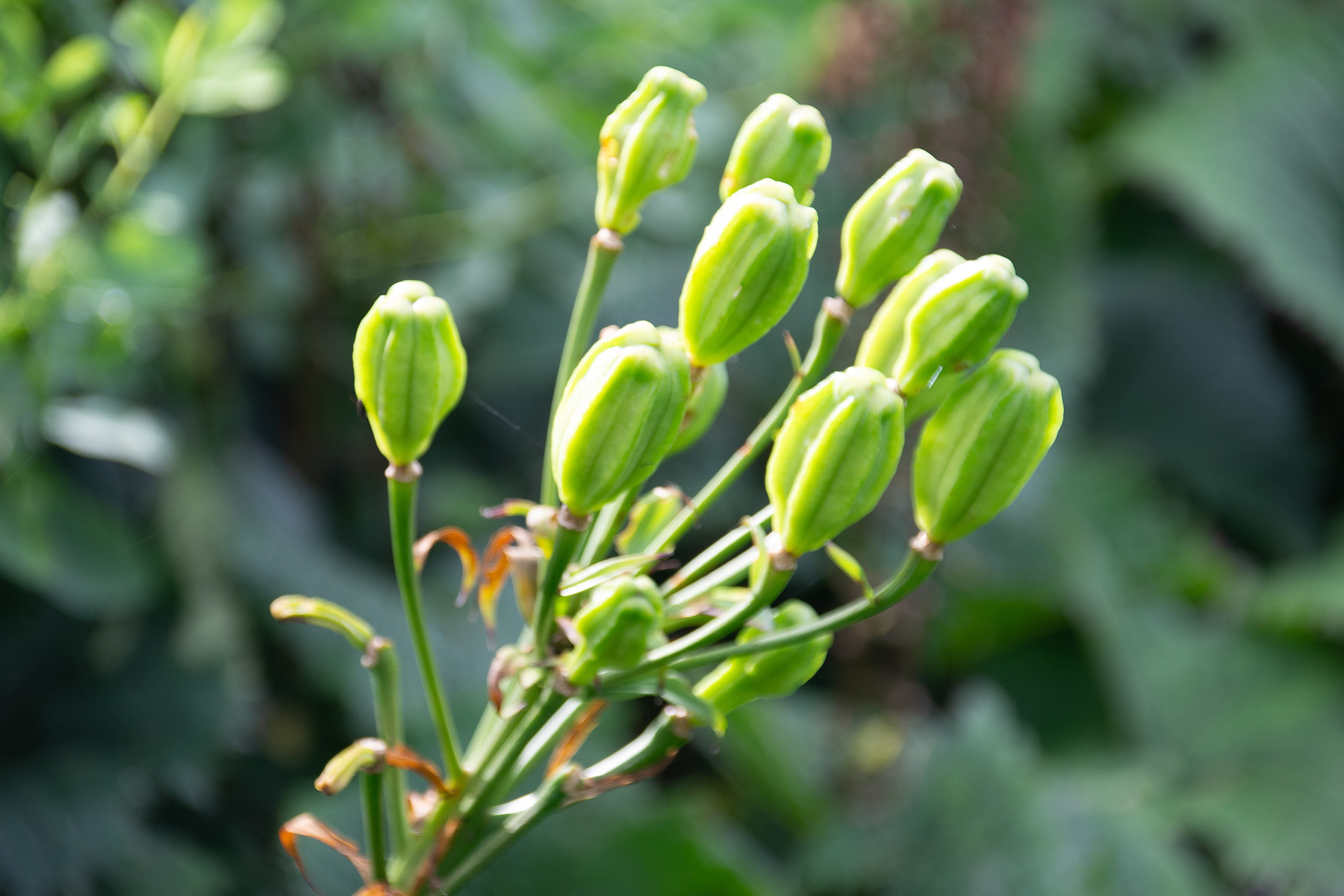 The image shows a cluster of green, unopened flower buds on a plant. The buds are elongated and pointed, with a smooth, waxy appearance. The stems are slender and green, with some small, curled tendrils. The background is blurred, highlighting the buds in the foreground.