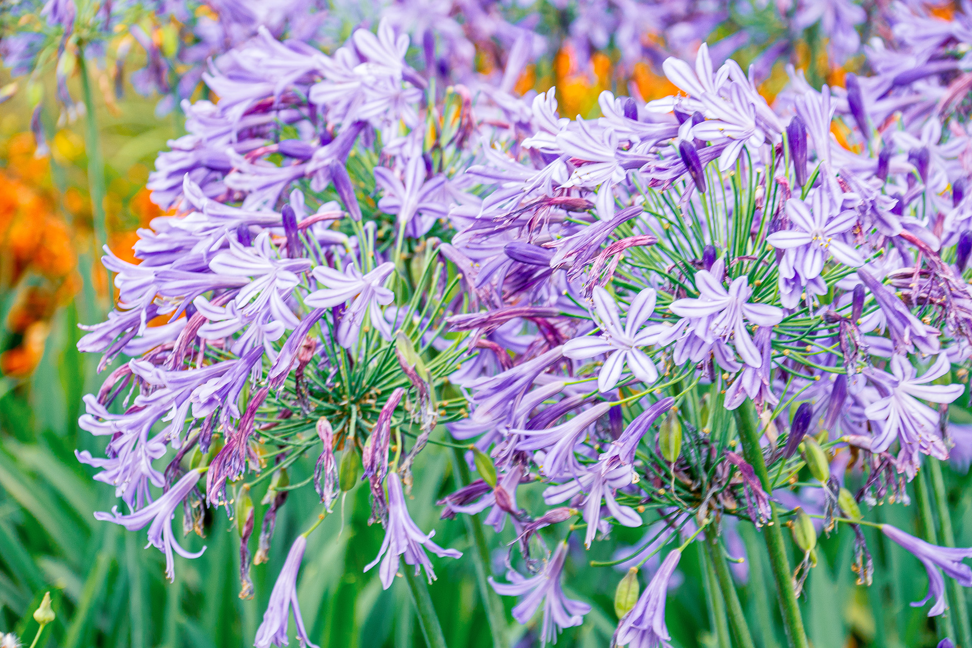 The image showcases a close-up view of vibrant purple flowers, likely alliums, with star-shaped petals and green centers. The flowers are densely clustered together, creating a striking and colorful display. The background features a blurred mix of green and orange hues, suggesting a garden setting with other plants and flowers.