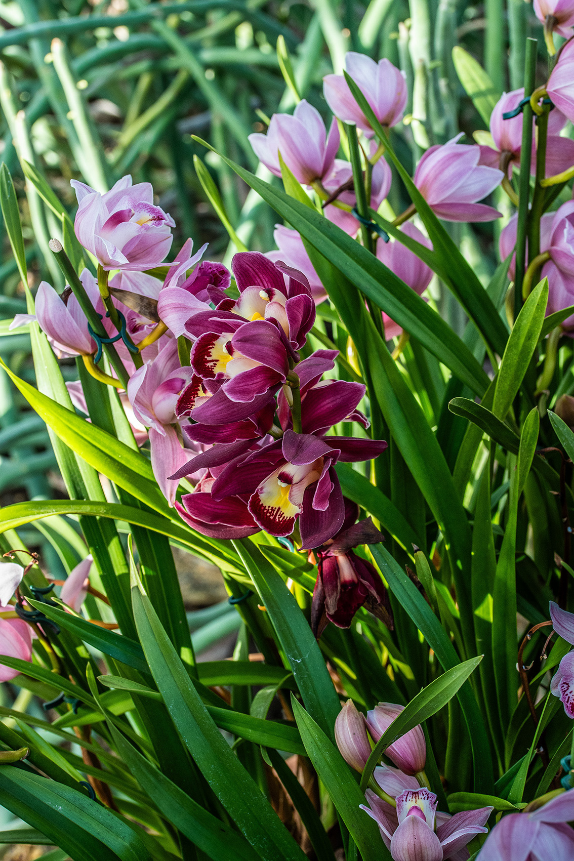 The image displays a close-up of a cluster of orchids with vibrant colors. The flowers are predominantly burgundy with some pink and white ones interspersed. The orchids are surrounded by long, green, sword-like leaves. The background is blurred, drawing focus to the intricate details of the flowers in the foreground.