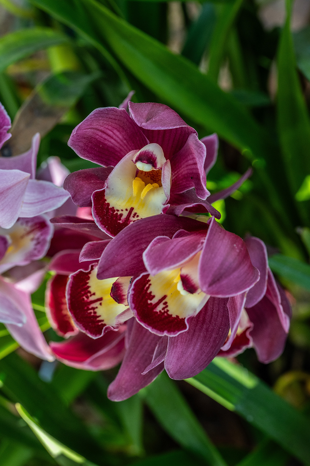 The image showcases vibrant, deep maroon orchids with yellow and white centers, set against a backdrop of green foliage.