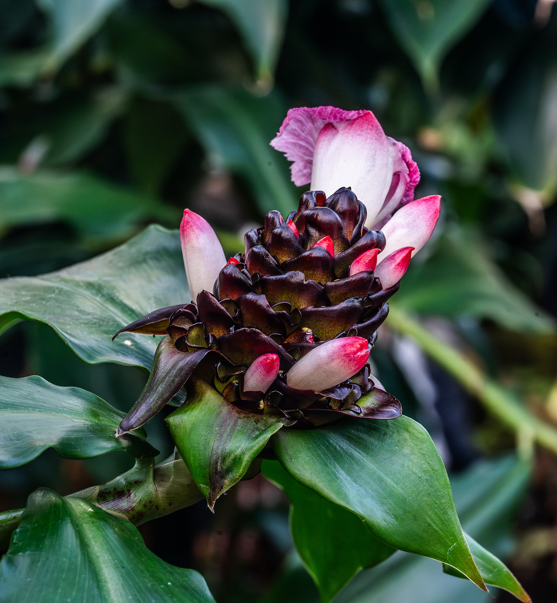 The image depicts a close-up of a banana flower, showcasing its intricate and vibrant layers. The flower is surrounded by large, glossy green leaves, with one prominent petal partially opened, revealing a mix of red, pink, and white colors. The central part of the flower consists of tightly packed, dark purple bracts transitioning into lighter hues as they open. The background is blurred, emphasizing the flower as the main subject. The overall composition highlights the natural beauty and complexity of the banana flower.