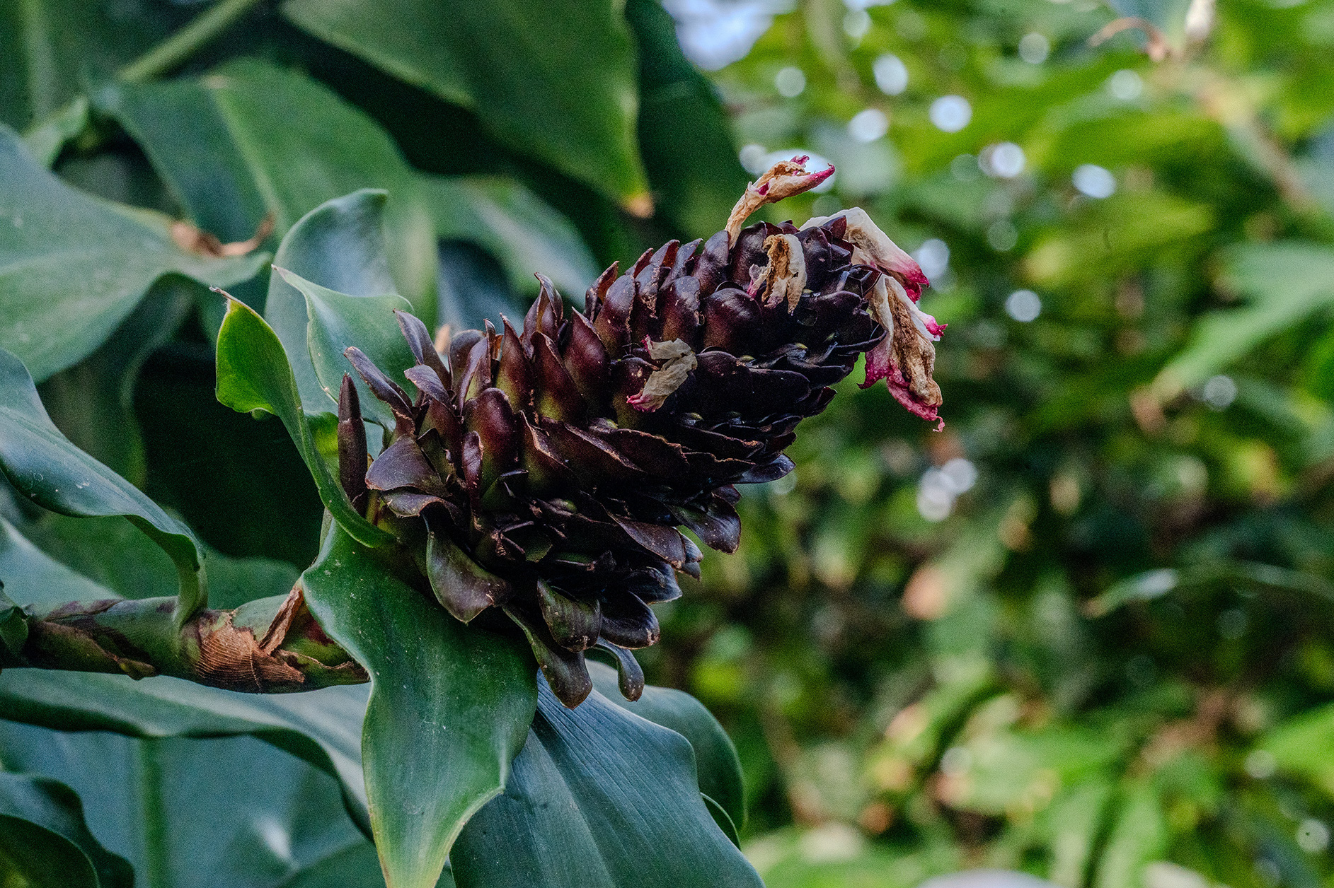 The image shows a close-up of a plant with large green leaves and a central cluster of dark, dried petals, possibly a bud or flower in the process of blooming or wilting. The background is blurred, highlighting the intricate details of the plant's structure.