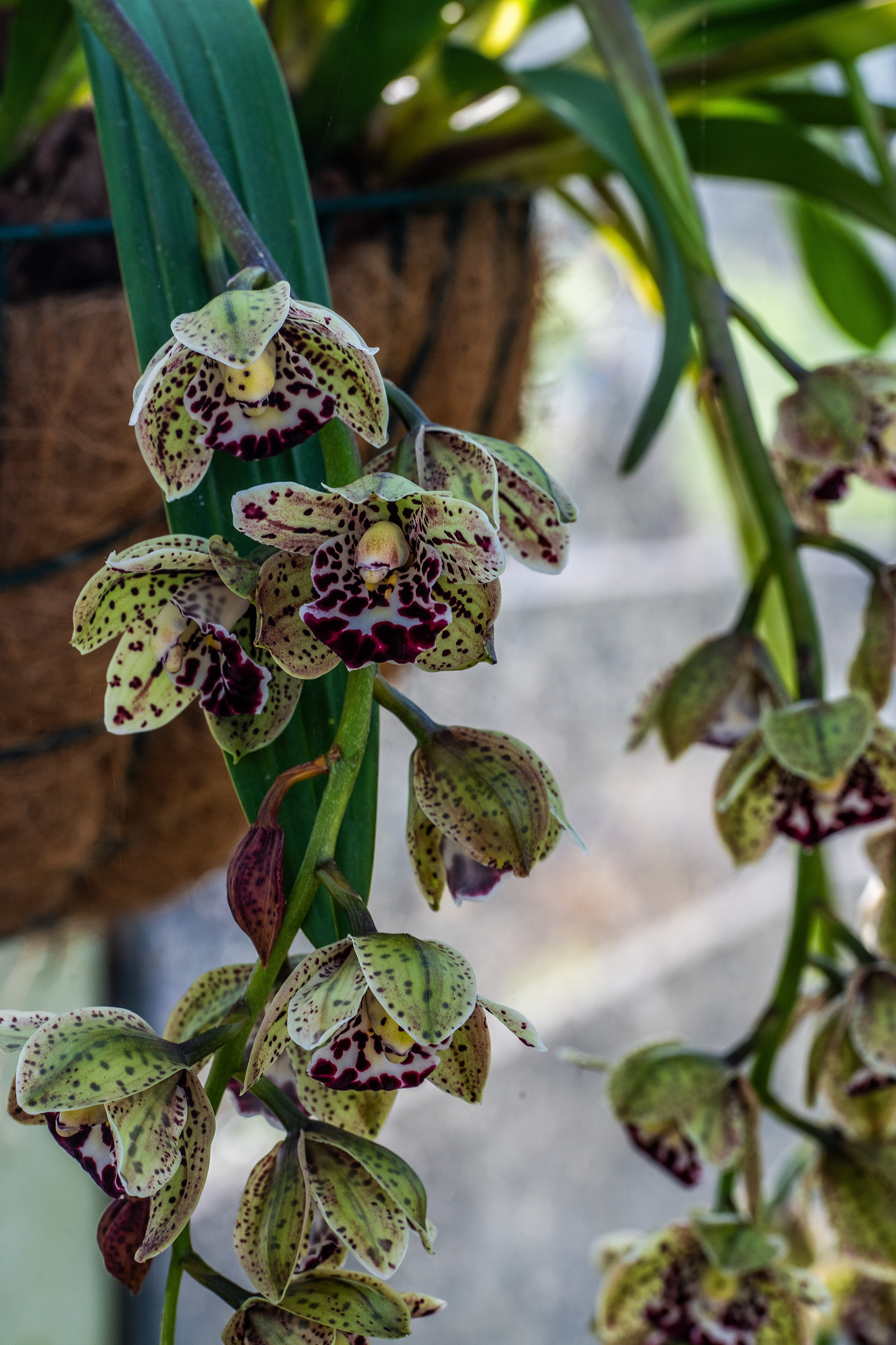 The image depicts a close-up view of a cluster of orchid flowers. The flowers are characterized by their unique, intricate patterns and vibrant colors, featuring a mix of green, white, and dark red spots. The petals are arranged in a way that highlights their delicate and detailed structure. The background includes green leaves and stems, providing a natural and lush setting for the flowers. The overall composition emphasizes the beauty and complexity of the orchids.