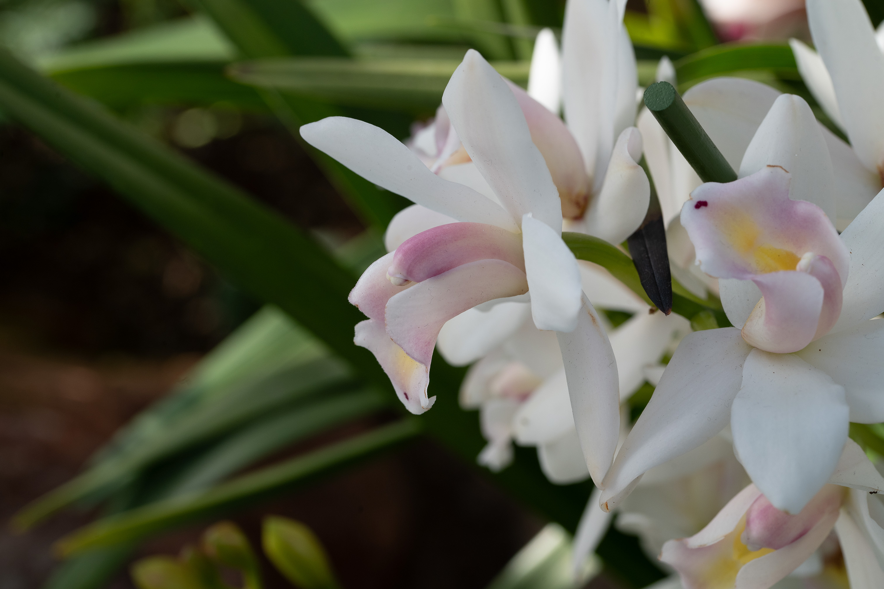 The image depicts a close-up view of a cluster of delicate flowers with white and light pink petals, each featuring a subtle yellow center. The flowers are surrounded by broad, elongated green leaves. The background is blurred, drawing focus to the intricate details of the petals and leaves.
