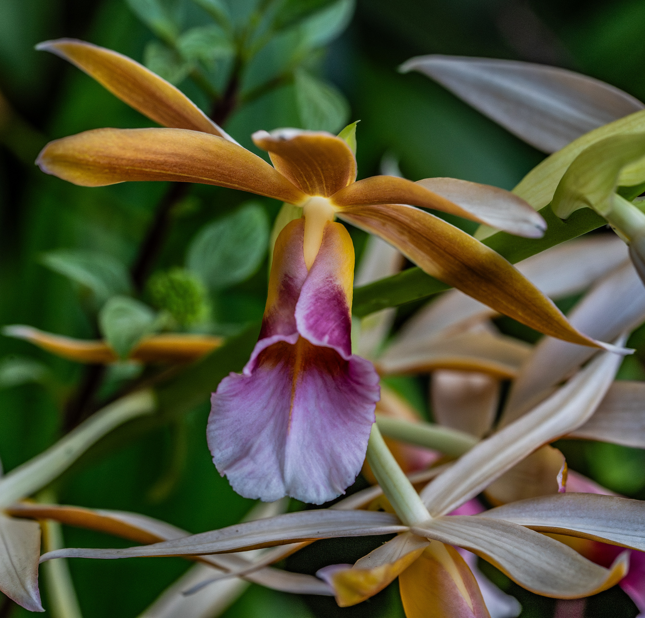 The image depicts a close-up view of an orchid flower with vibrant colors. The flower features a mix of purple, yellow, and white hues. The background consists of green foliage, providing a natural and lush setting for the orchid.