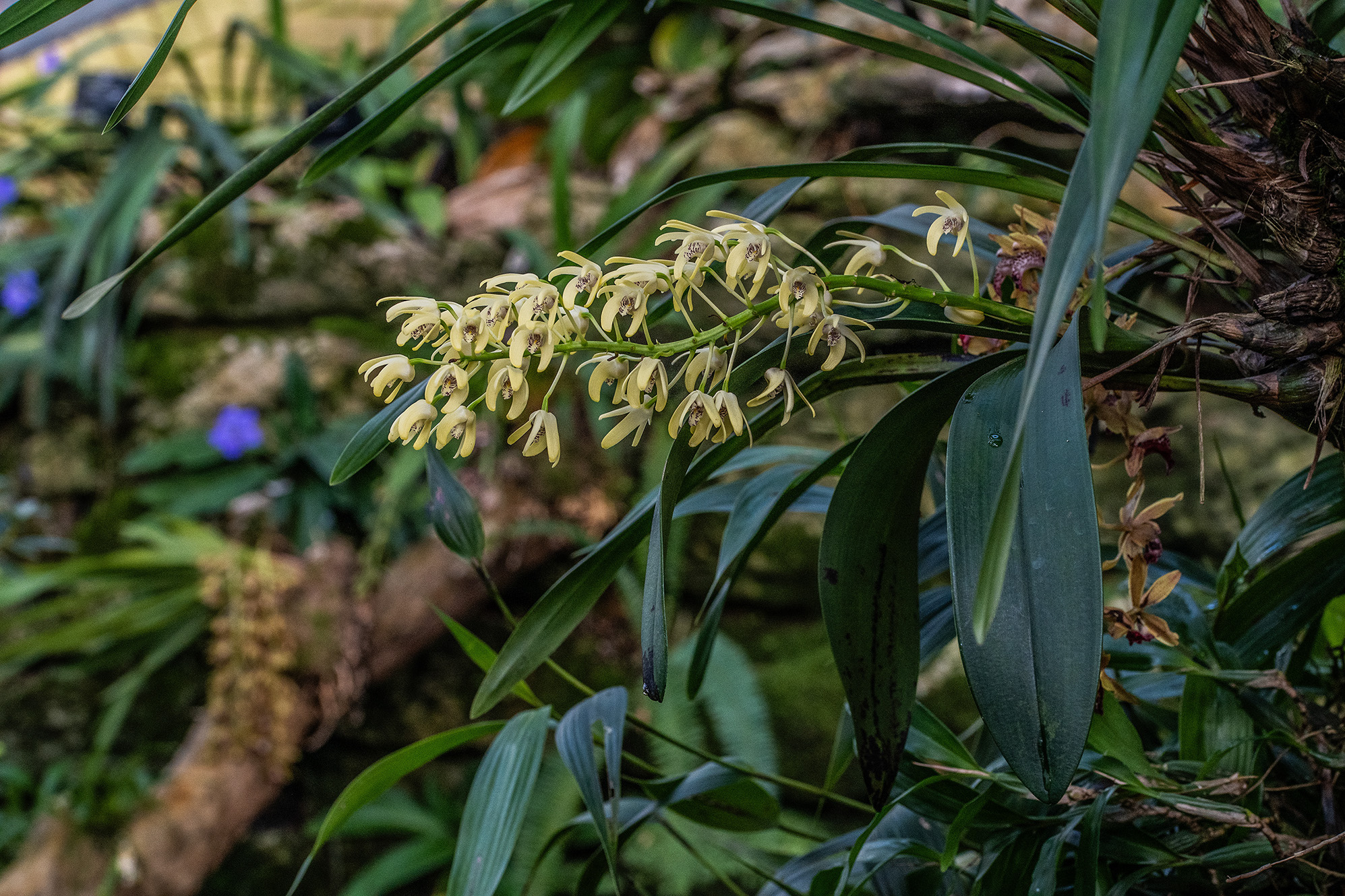 The image depicts a close-up of a plant with elongated green leaves and a cluster of small, pale yellow flowers. The flowers have a delicate appearance with elongated petals and prominent stamens. The background is blurred, suggesting a natural, possibly forested environment.