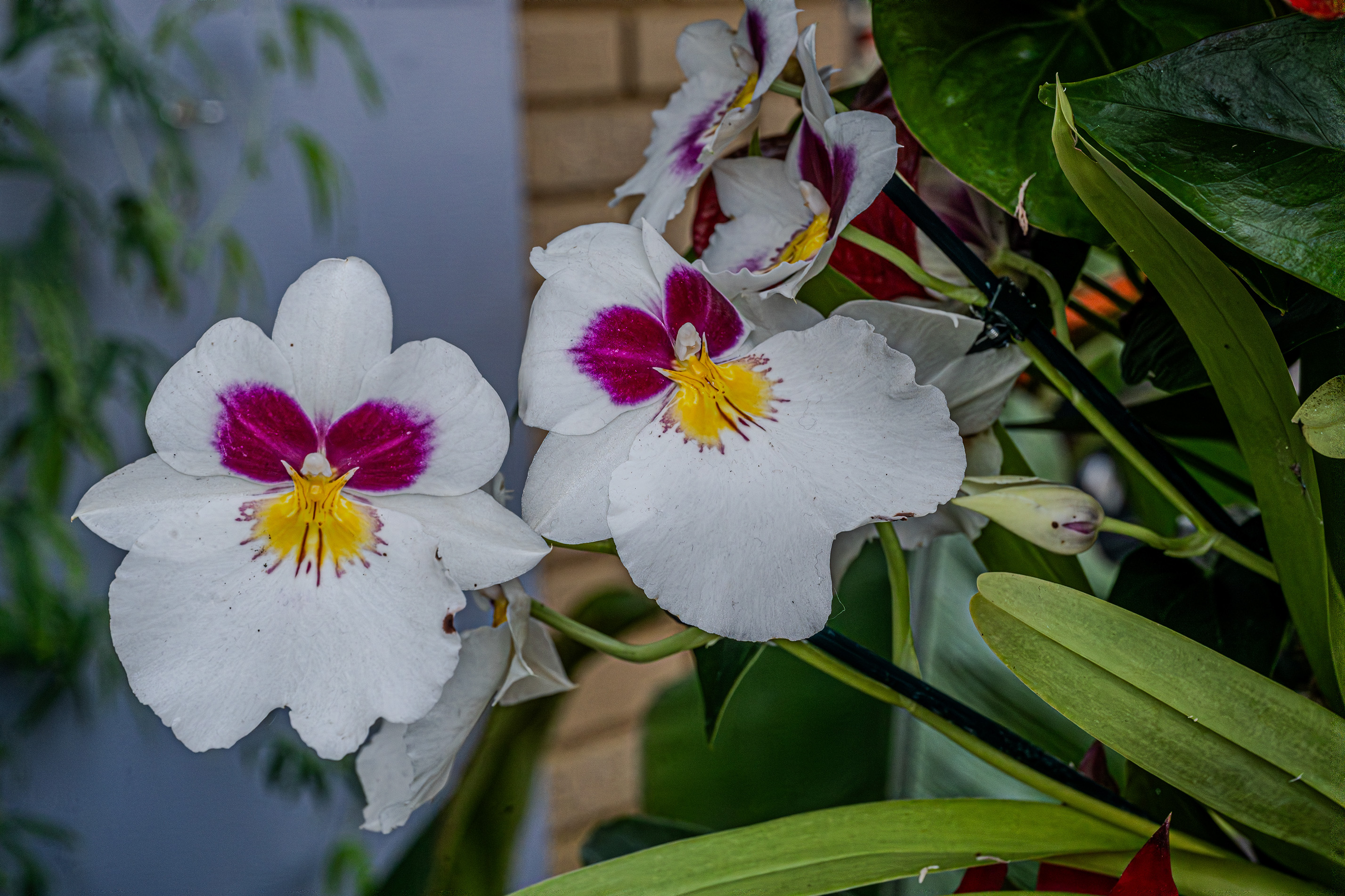 The image showcases two prominent flowers with white petals adorned with purple and yellow centers. The flowers are surrounded by lush green leaves, and there is a water body in the background, reflecting the greenery and parts of the flowers. The overall setting appears to be a serene garden or natural environment.