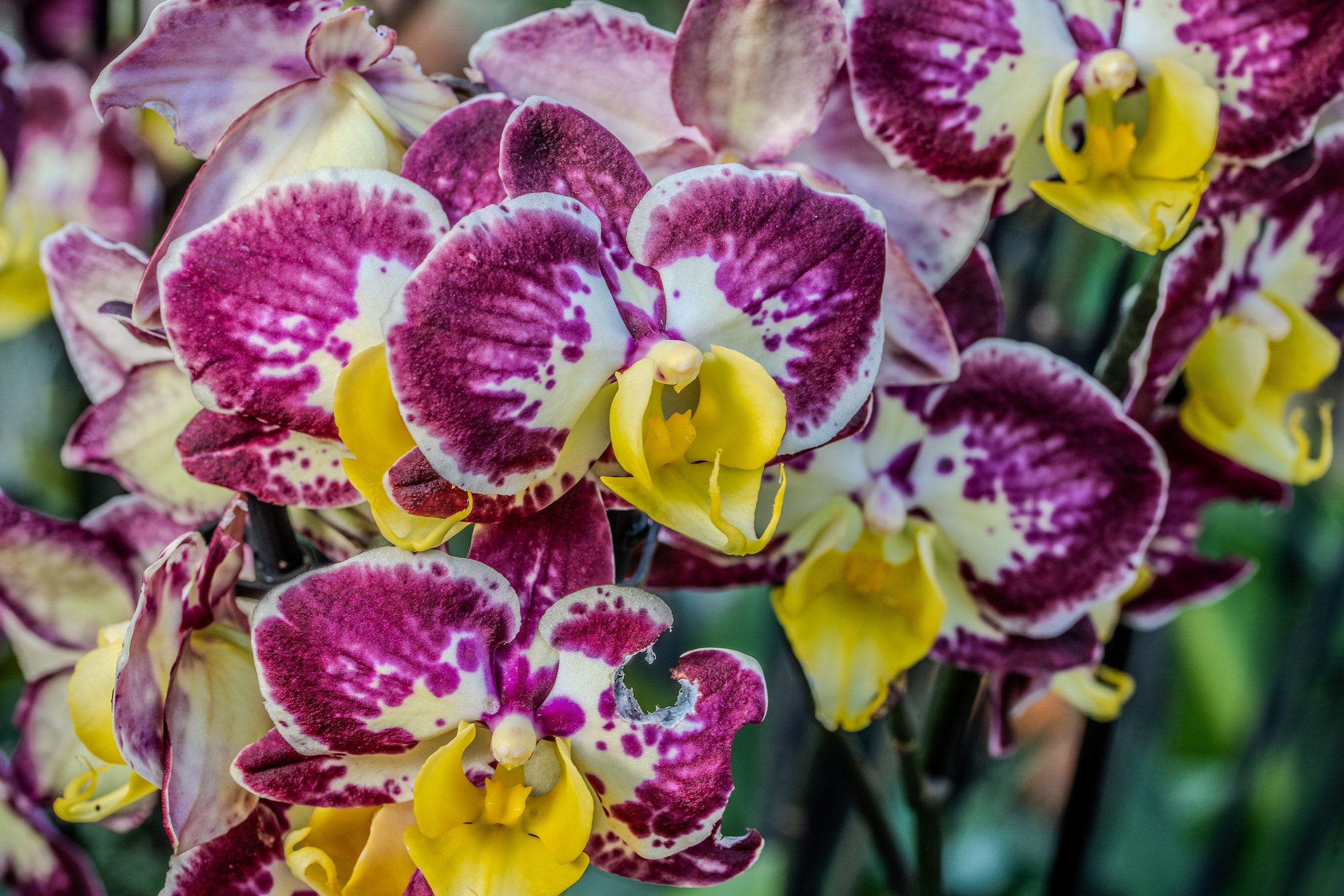 The image depicts a close-up view of a cluster of vibrant orchids. The flowers exhibit a mix of colors, predominantly featuring shades of purple, pink, and yellow. The petals are intricately patterned with spots and streaks, adding to the visual appeal. The background is blurred, ensuring that the focus remains on the orchids. The overall composition highlights the delicate and intricate beauty of the orchids.