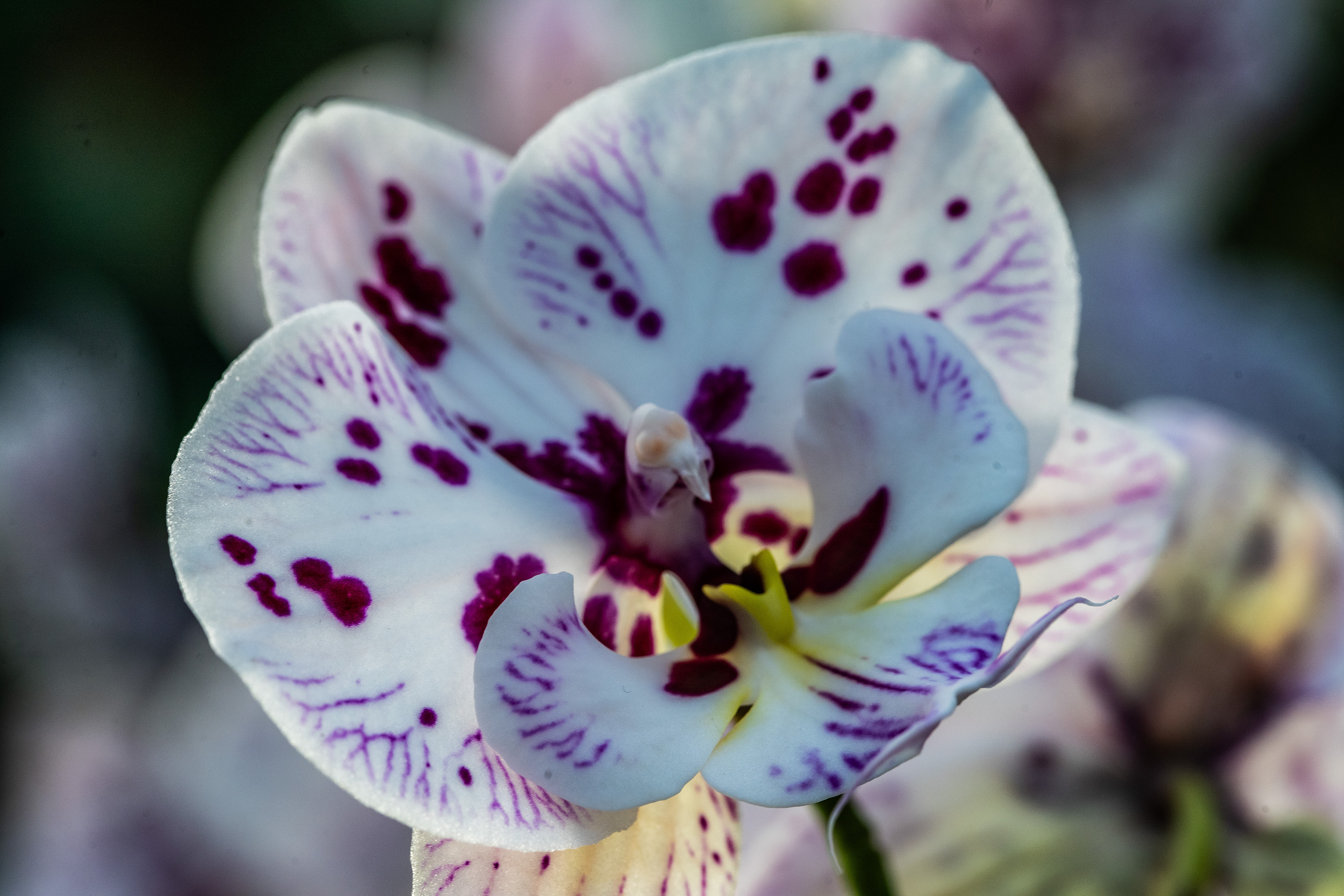 The image shows a close-up of a flower with white petals adorned with purple and maroon spots and streaks. The petals are intricately detailed with a mix of colors, creating a visually striking appearance. The background is blurred, drawing focus to the flower's delicate and vibrant features.