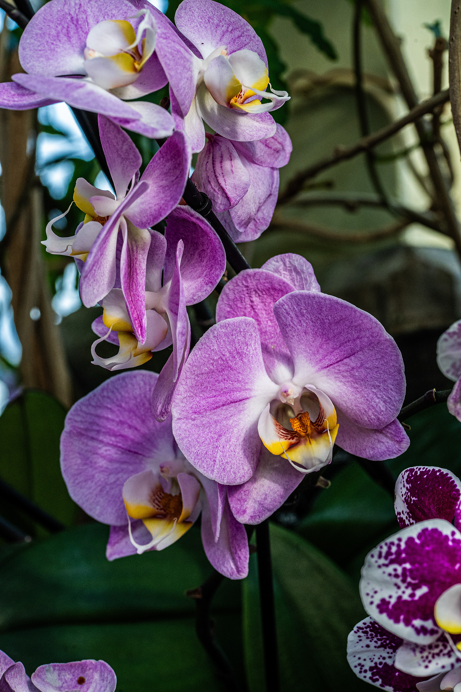 The image showcases a cluster of vibrant orchids with petals in shades of purple, pink, and white. Each flower features intricate patterns and a central yellow and brown lip. The background consists of green foliage and blurred elements, emphasizing the vivid colors and delicate structure of the orchids.