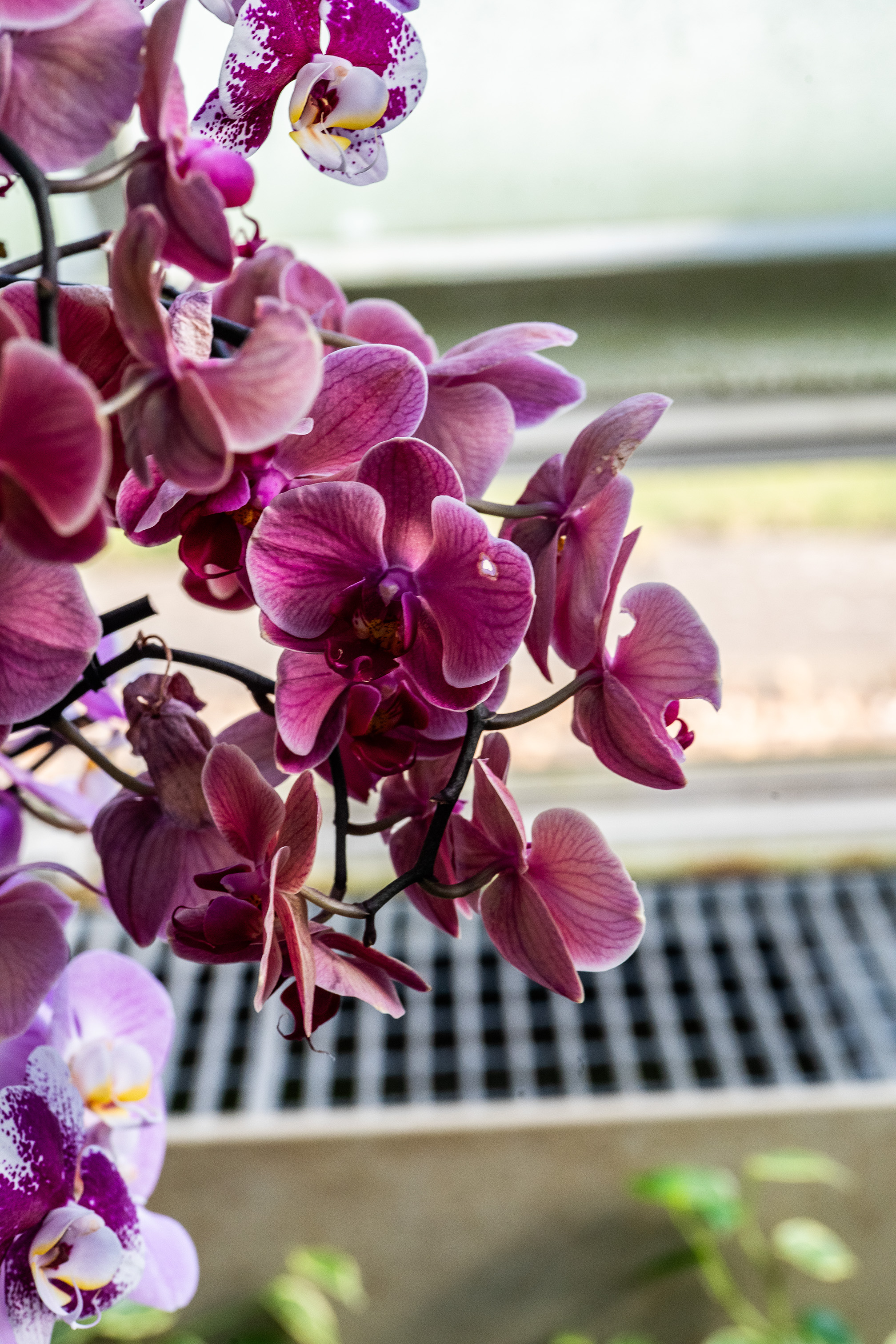 The image showcases a cluster of vibrant orchids in various shades of purple and pink. The flowers are in full bloom, with some petals displaying intricate patterns and spots. The background is blurred, focusing attention on the delicate and colorful orchids in the foreground.