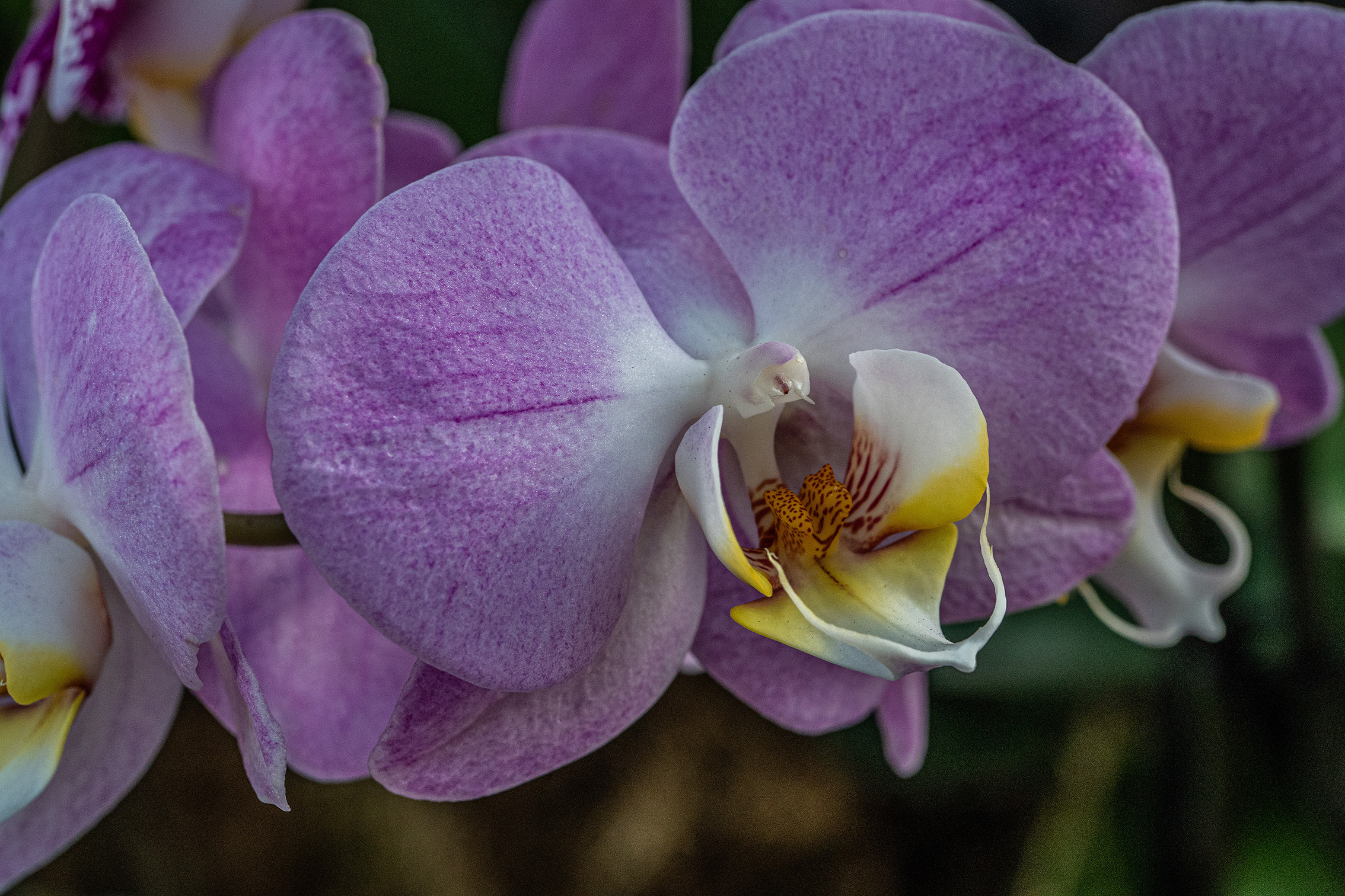 The image depicts a close-up view of a cluster of orchid flowers. The flowers are primarily light purple with some white and yellow accents, particularly on the inner petals. The petals are large and slightly textured, with a prominent central flower that features a yellow and brown center. The background is blurred, drawing focus to the intricate details of the orchids.