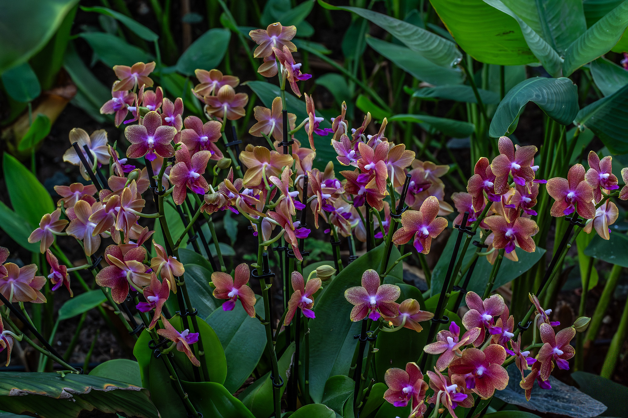 The image showcases a vibrant cluster of orchids with flowers in shades of brown, purple, and white, surrounded by lush green leaves. The orchids are supported by black stems, creating a striking contrast against the colorful blooms. The background features various green foliage, enhancing the natural and tropical feel of the scene.
