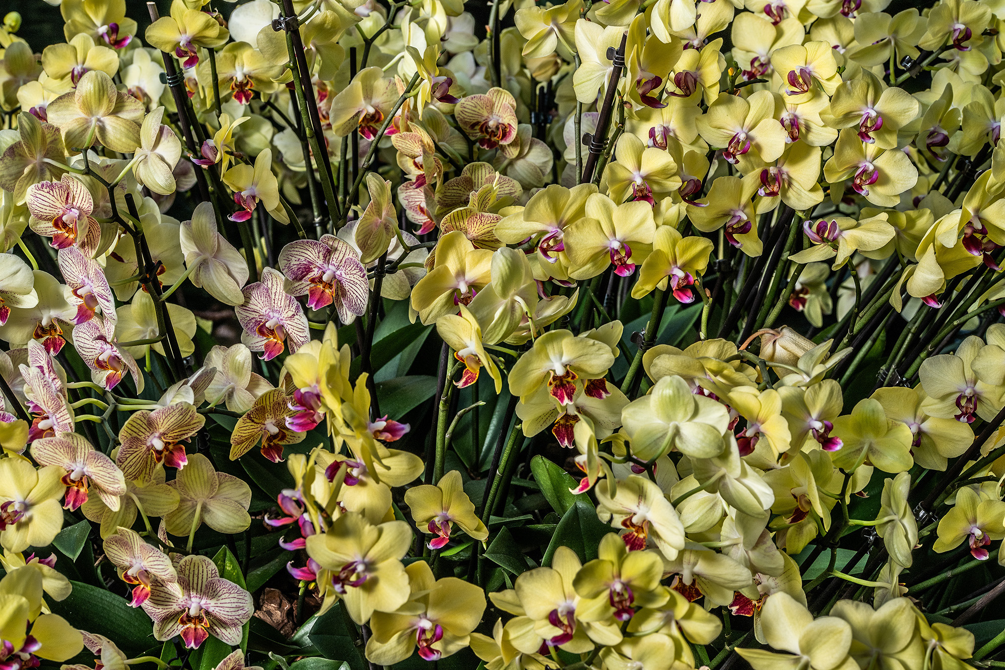 The image showcases a vibrant display of orchids in various shades of yellow and light pink. The flowers are densely packed, creating a lush and colorful arrangement. The orchids have distinct patterns and markings, adding to their visual appeal. The green leaves provide a contrasting backdrop, enhancing the overall beauty of the flowers. The image captures the intricate details and natural elegance of the orchids.