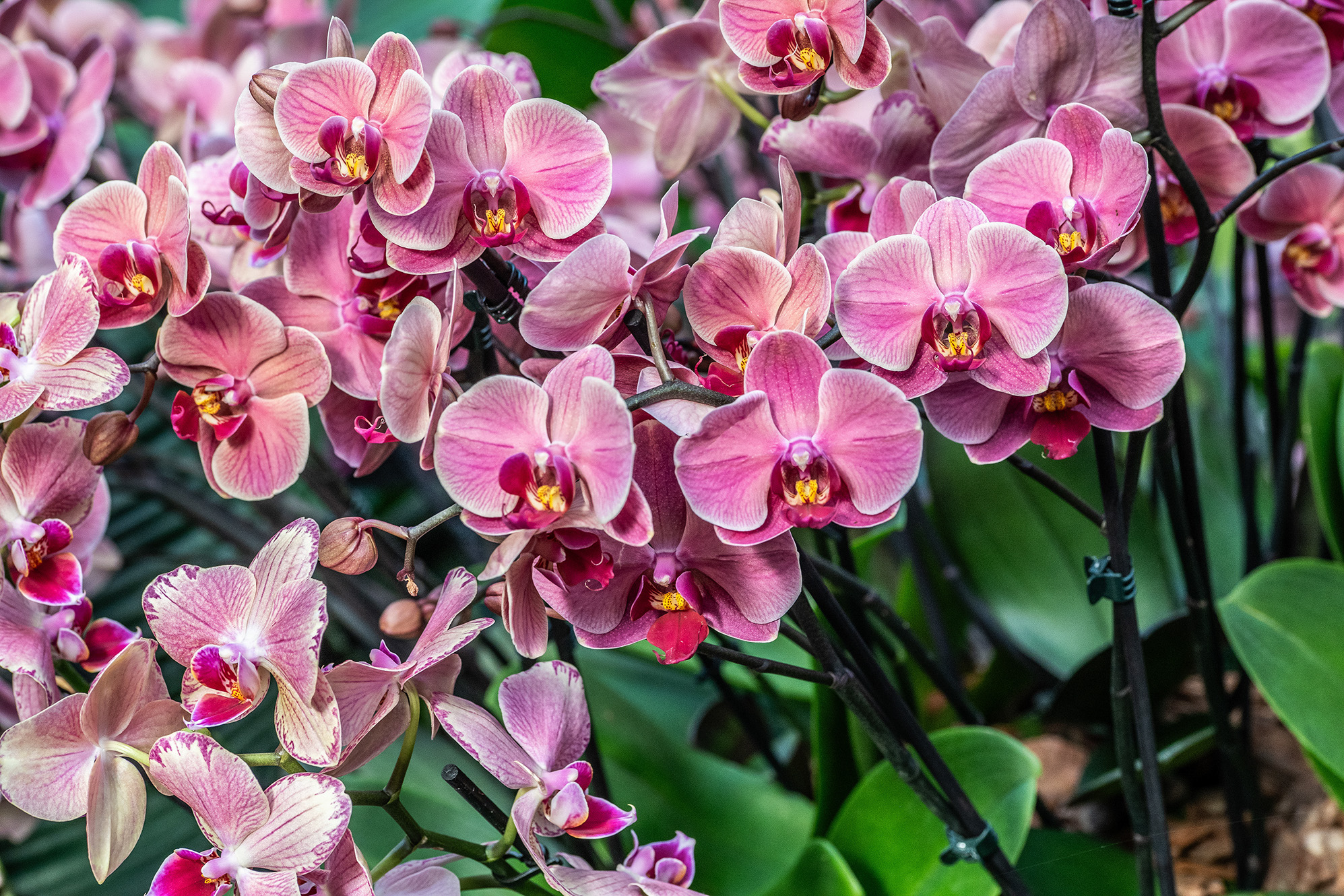 The image showcases a cluster of pink orchids in full bloom. The flowers are vibrant with a mix of light and dark pink hues, and each flower features intricate patterns and a yellow center. The orchids are growing on a trellis, supported by green leaves and stems, creating a lush and colorful display.