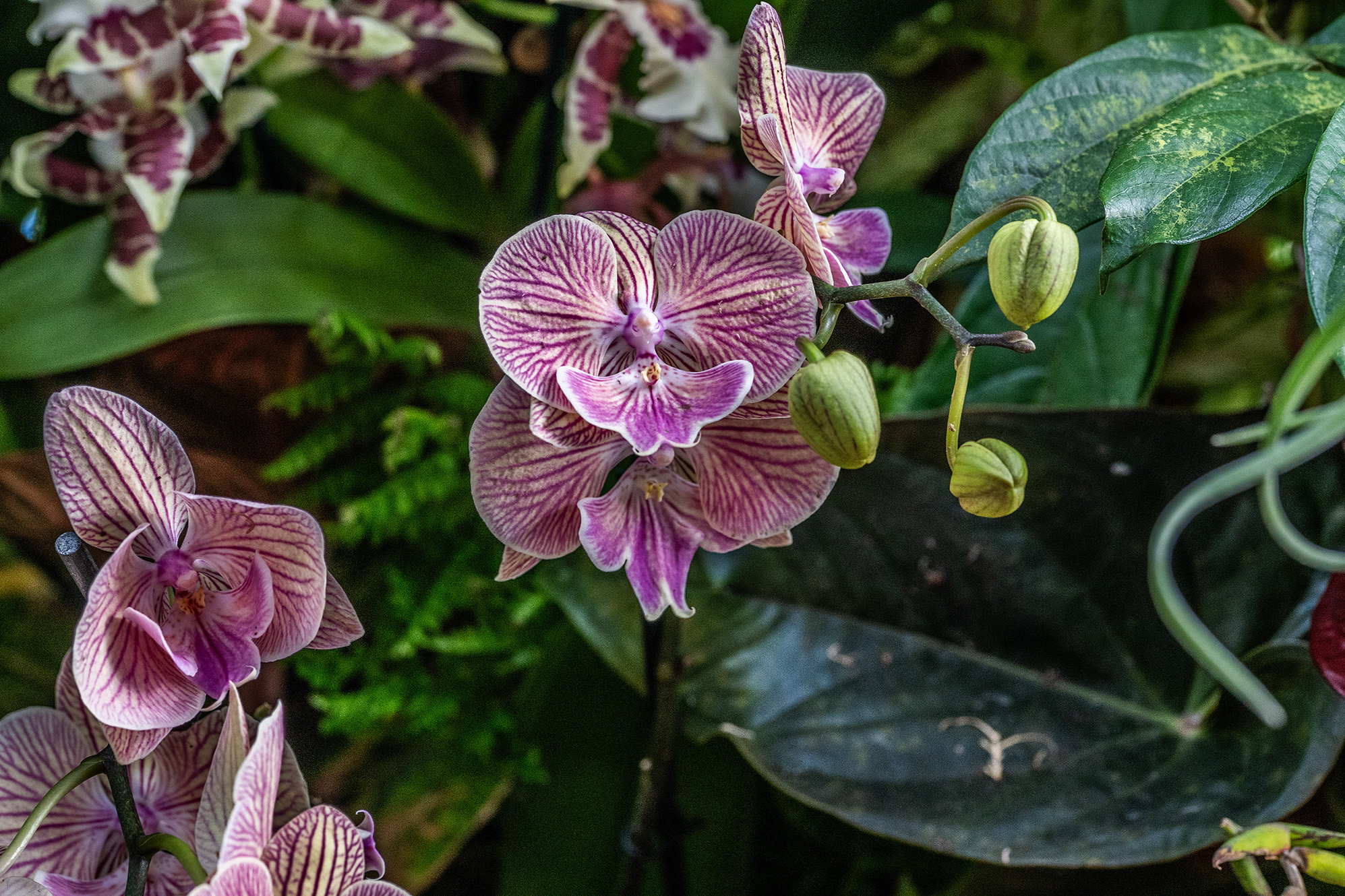 The image showcases a close-up view of a plant with striking pink and white striped flowers. The flowers have a unique, delicate appearance with prominent veins running through the petals. The plant also features green buds and broad leaves with some visible blemishes. The background consists of lush green foliage, providing a natural and vibrant setting for the flowers.