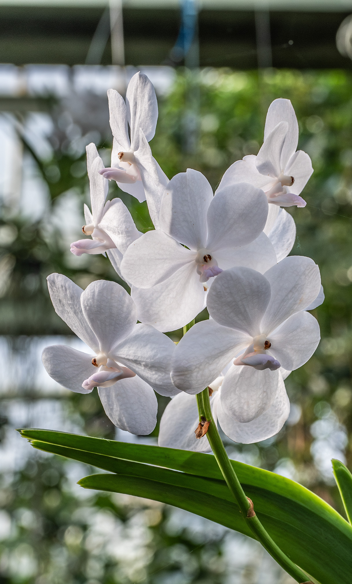 The image displays a cluster of delicate white orchid flowers with soft purple accents on their petals. The flowers are attached to a green stem with elongated leaves. The background is blurred, featuring some greenery and a structure that appears to be part of a greenhouse.