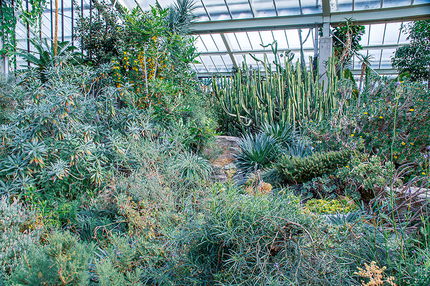 The image depicts a lush, indoor greenhouse filled with a diverse array of succulent plants, including various types of cacti and other drought-resistant flora. The greenhouse features a glass roof and metal framework, allowing ample natural light to nourish the plants. The scene is vibrant with different shades of green and some yellow accents, showcasing a well-maintained and thriving environment for these unique plants.