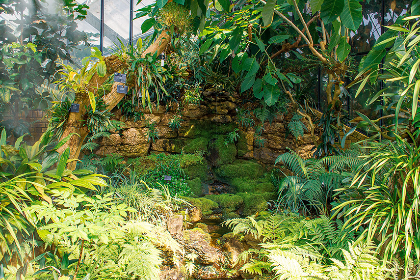 The image depicts a lush, indoor greenhouse environment with a variety of tropical plants and ferns. The scene features a small stream flowing over rocks, surrounded by dense vegetation. The greenhouse is well-lit, with natural light filtering through the glass ceiling, creating a vibrant and thriving ecosystem.