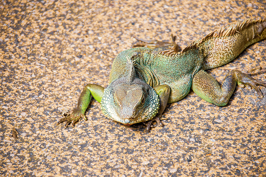 The image depicts a green iguana resting on a textured, rocky surface. The iguana is lying on its side, with its limbs and tail extended. The surface appears to be a natural, outdoor setting, possibly a rocky ground or a similar environment.