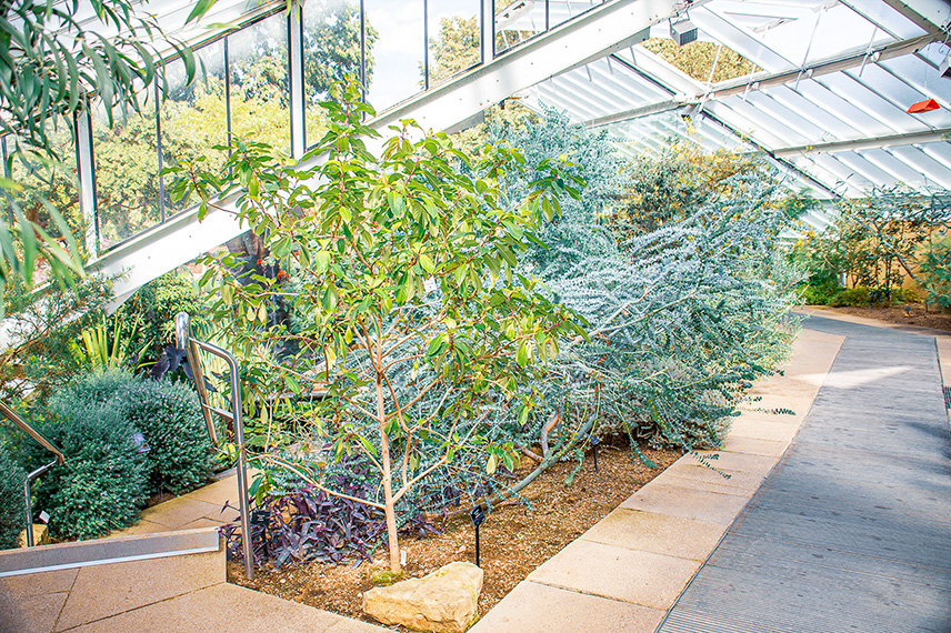 The image depicts a greenhouse with various plants and trees. The structure has a transparent roof and walls, allowing natural light to enter. There is a pathway with stone tiles and a metal railing. The plants are arranged in a landscaped manner, with some trees supported by stakes. The environment appears well-maintained and organized.