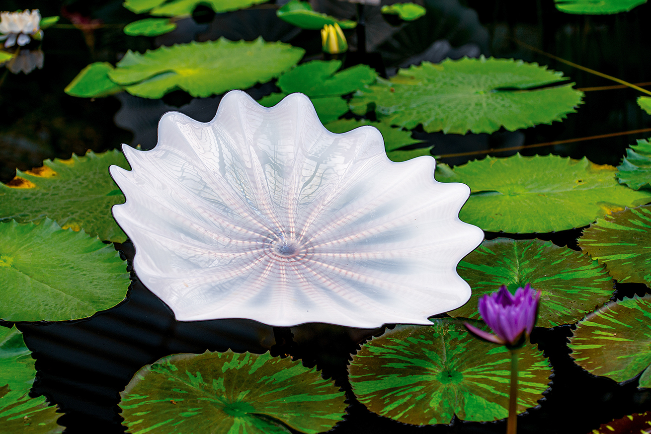 The image shows a close-up view of a lily pond with a prominent white lily pad in the center. Surrounding the white lily pad are various green lily pads of different sizes, creating a vibrant contrast. A single purple water lily flower is visible to the right of the white lily pad, adding a splash of color to the scene. The water surface is dark, reflecting the lily pads and flower, enhancing the overall visual appeal. The image captures the serene and natural beauty of a lily pond.