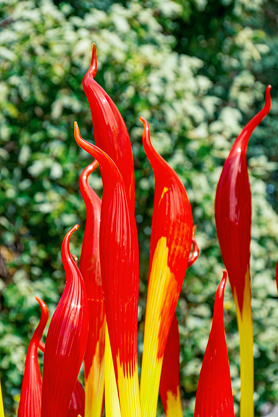 The image showcases vibrant, flame-shaped objects in red and yellow colors, set against a backdrop of green foliage.