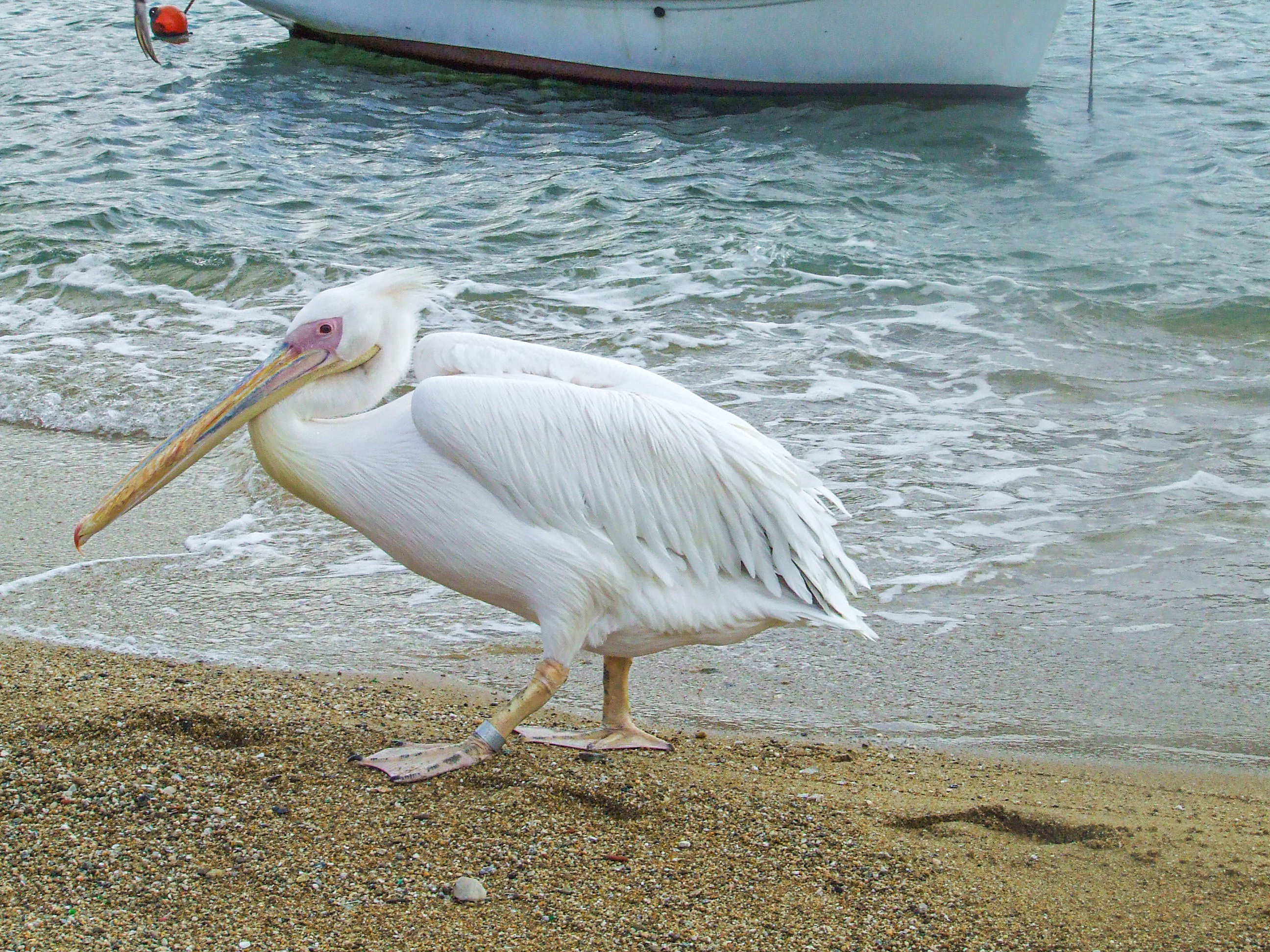Pelican