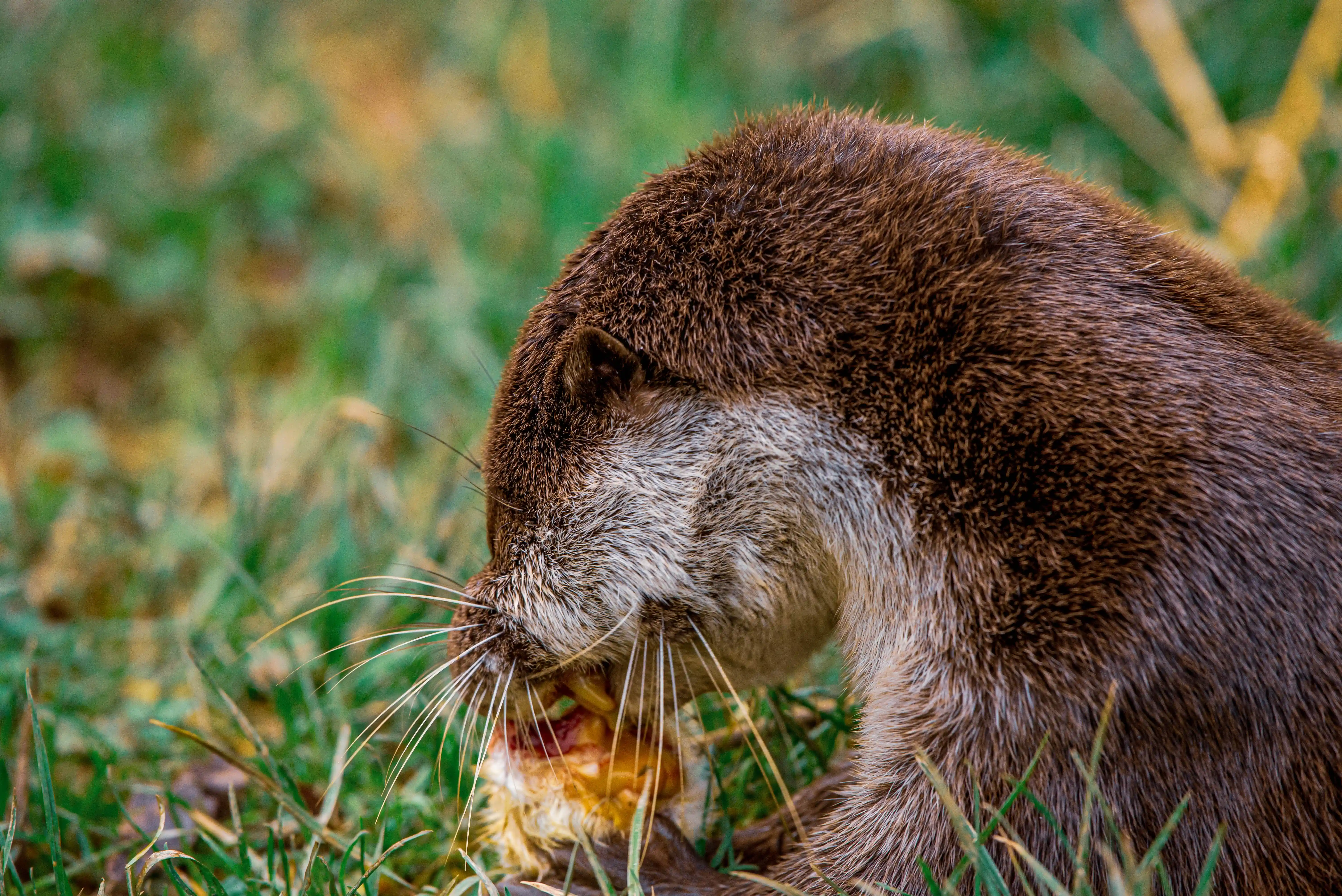 close-up shot of an otter with its head down, focused on eating its prey amidst lush green grass and foliage. The otter's whiskers are prominent, and its fur texture is clearly visible.