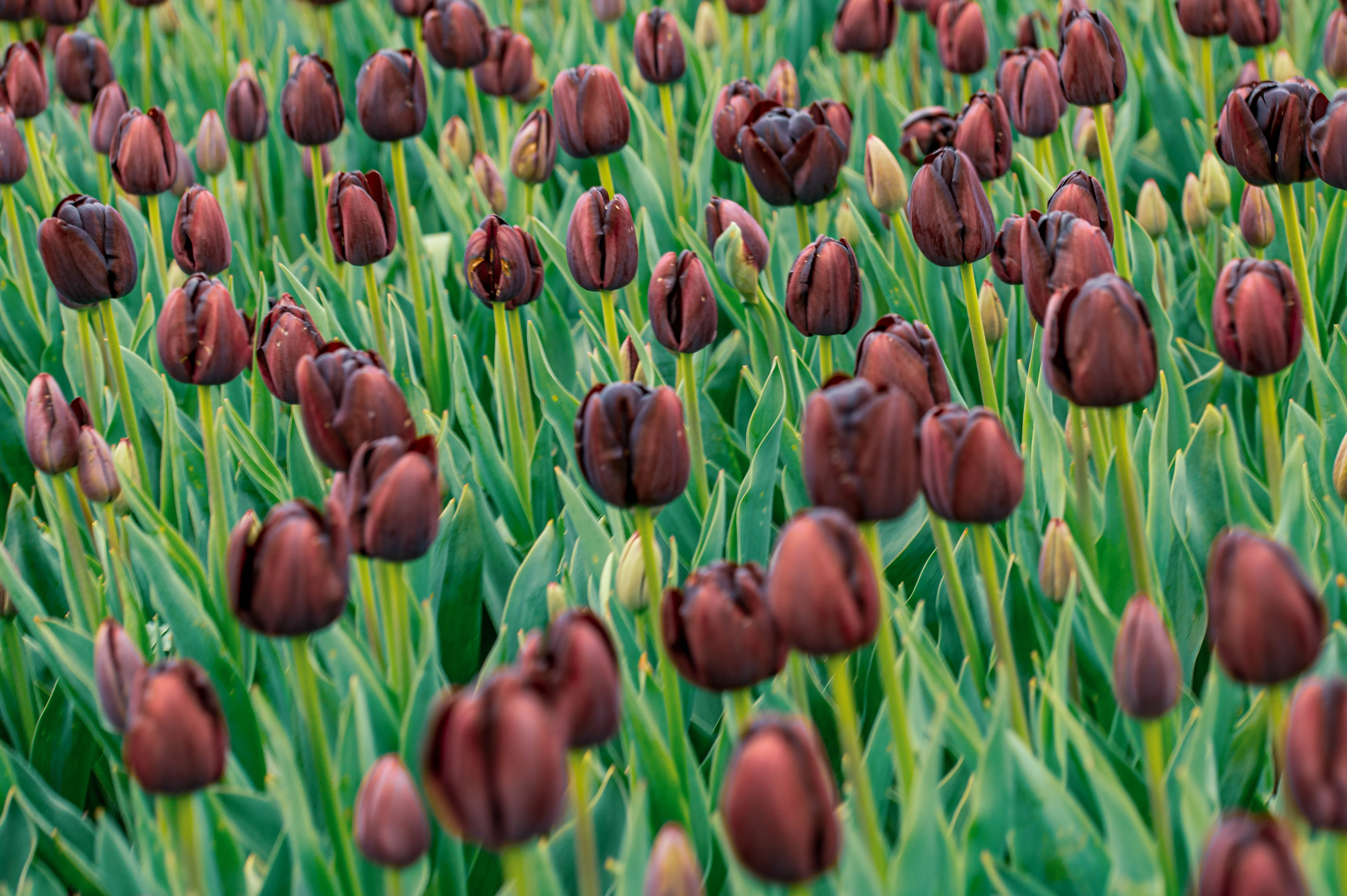 A field of dark-maroon tulips surrounded by green leaves, with flowers in different stages of blooming.