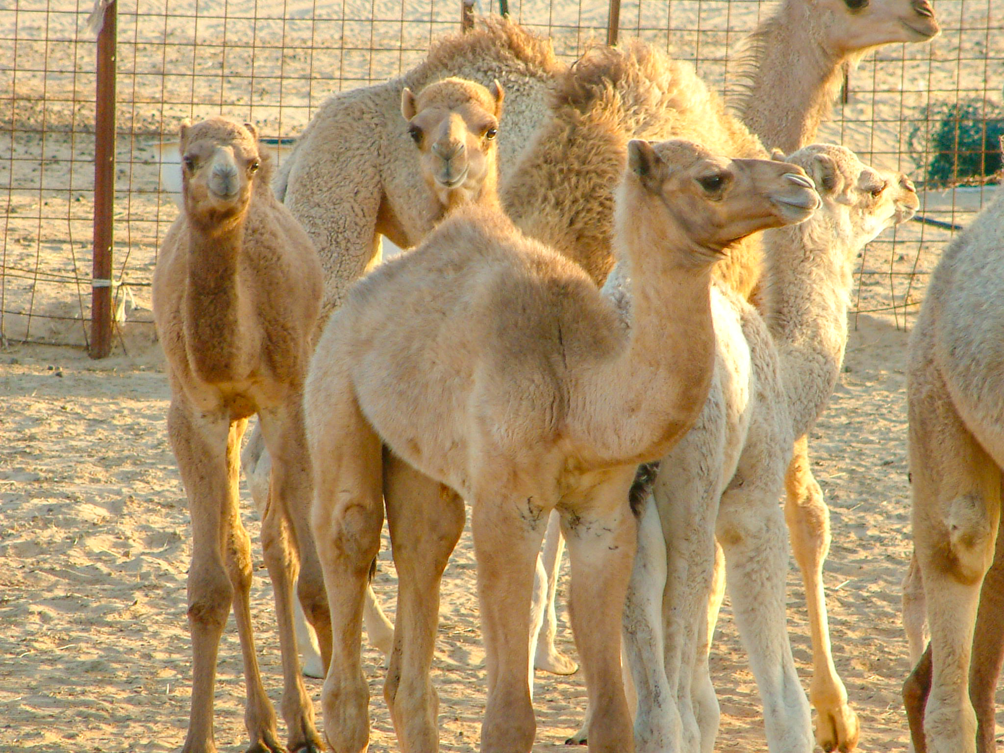 The image shows a group of camels standing closely together in a fenced area with a sandy ground. The camels appear to be in a pen, possibly in a zoo or a farm. The lighting suggests it might be late afternoon, casting a warm glow on the animals.