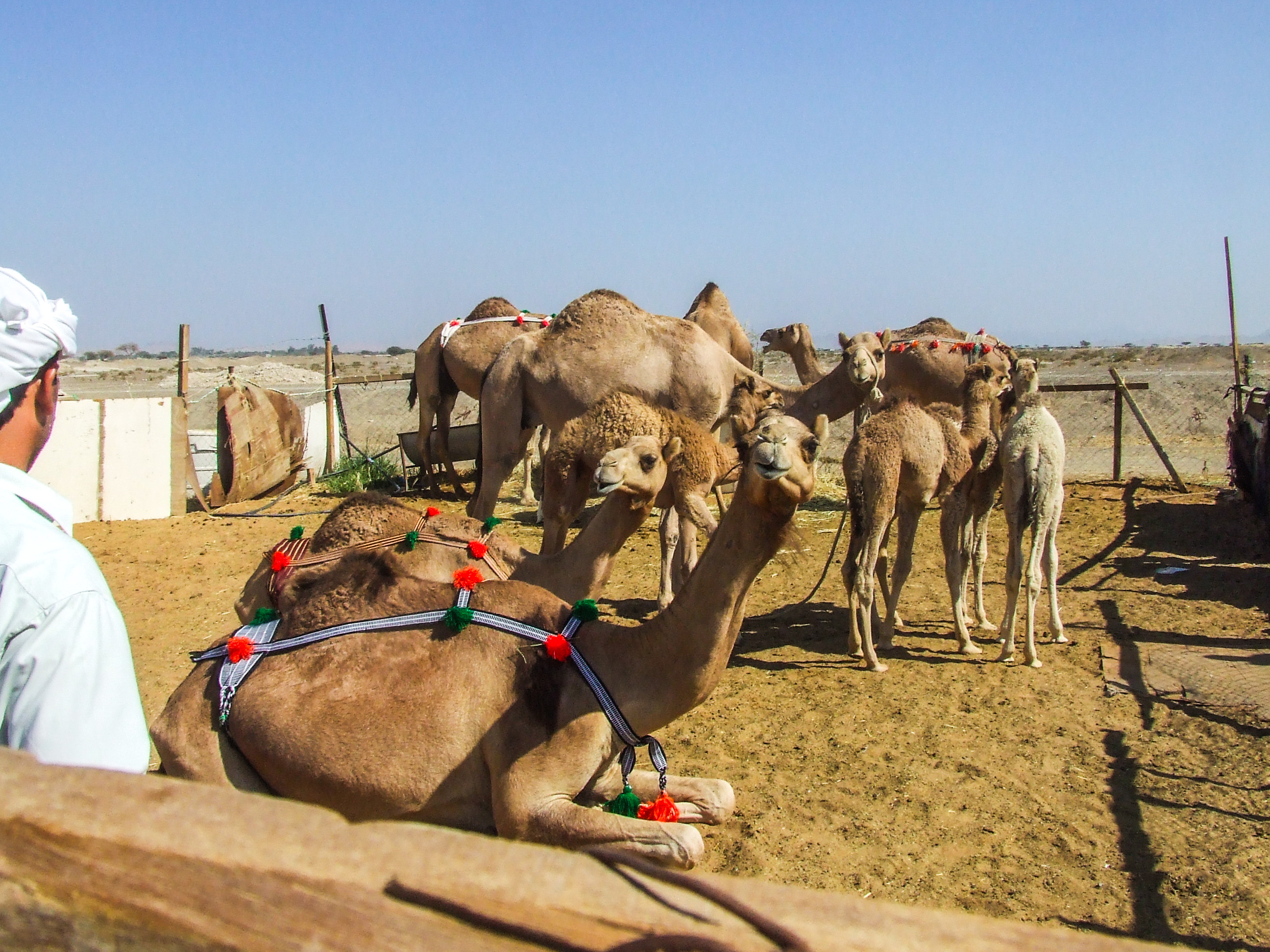 Al Ain and Jabal Hafeet link