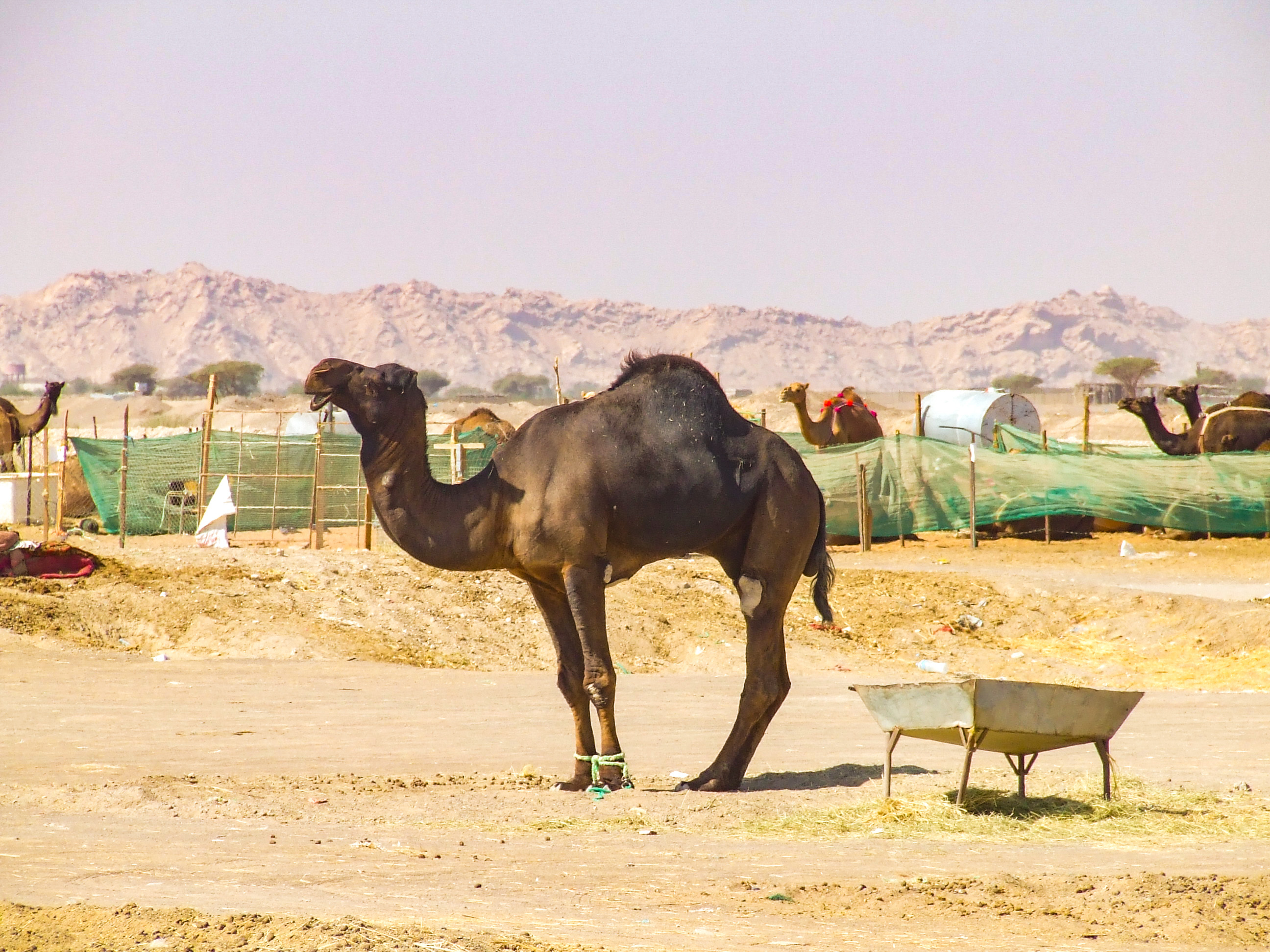 The image depicts a group of camels, including adults and a calf, standing in a desert-like environment. Some of the camels are adorned with decorative harnesses and ornaments. The setting appears to be a camel pen or enclosure, with simple fencing and a few scattered trees in the background.